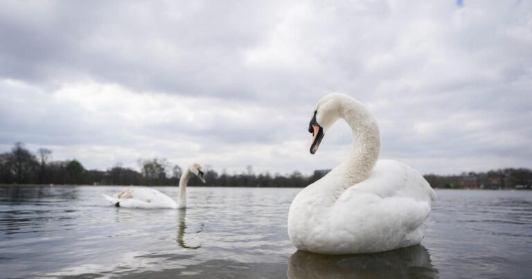 Farage’s claim that migrants are eating swans rejected by Royal Parks
