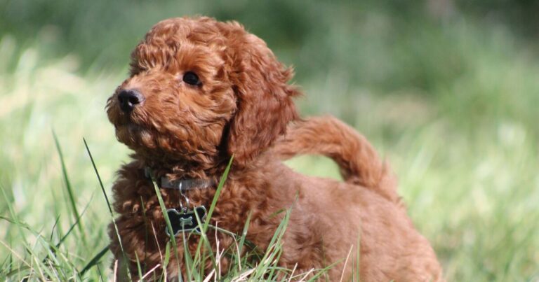 ‘I’m a dog trainer and there are six breeds first-time owners should a