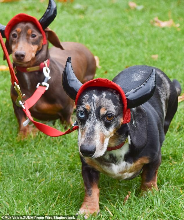 Annual Halloween walk for sausage dog owners banned by Royal Parks ‘killjoys’ over fears it would be too popular