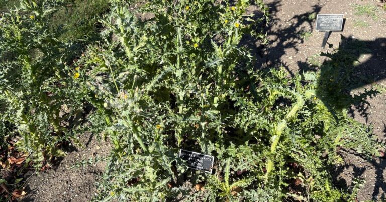 Couple slams ‘shocking’ state of Cambs crematorium as memorial plaque left like ‘garden tip’