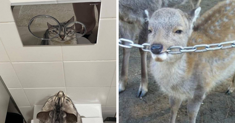 45 Times Animals Were Both Wholesome And Ridiculously Funny