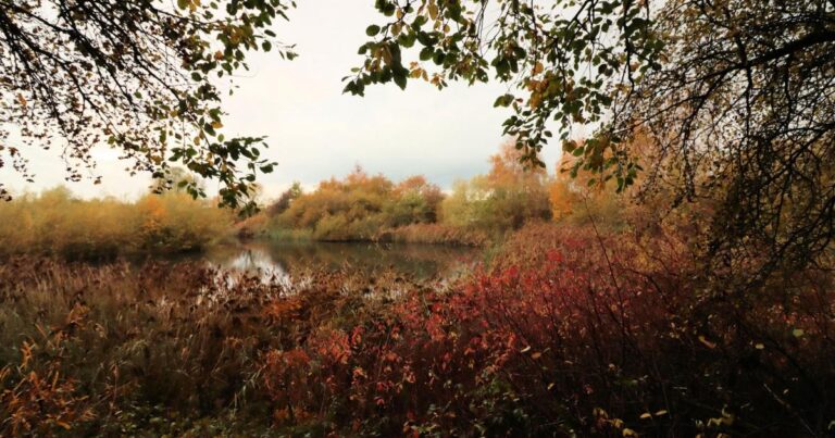 Pennington Flash walkers stranded by Storm Claudia tree