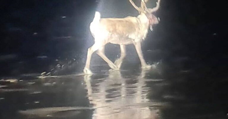 Reindeer escapes seaside Christmas event leading to major search for several hours