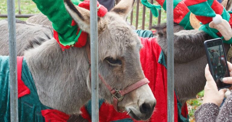 Town makes U-turn on nativity parade after backlash against using donkeys | News UK