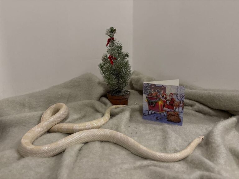 A paw-sonal touch: 4 in 5 UK pet owners include their pets name when signing a Christmas card