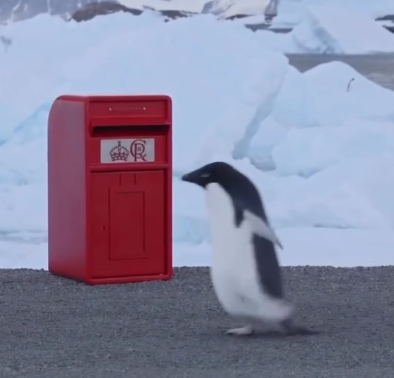 King Charles sends a special Christmas present and a penguin picks it up