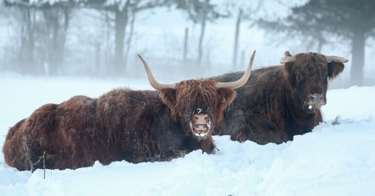 Met Office predicts ‘wintry showers’ during Christmas week as hopes for snow raised