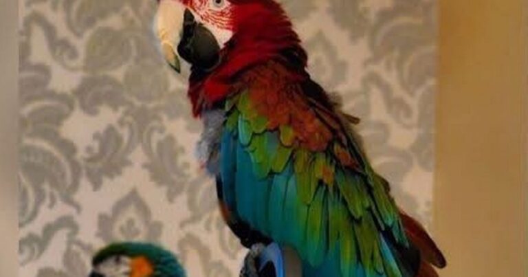 Percy and Polly the parrots reported stolen during family home break-in