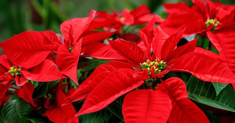 Poinsettias will last beyond the new year if you do 1 task every month