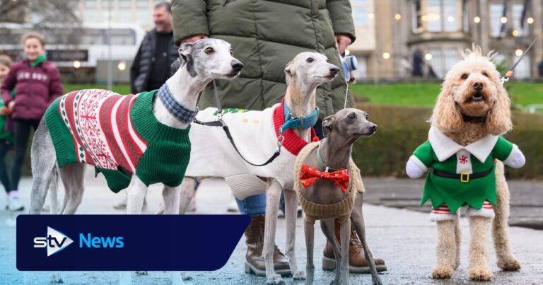 Santa Paws: Pooches don best Christmas jumpers to raise money for charity