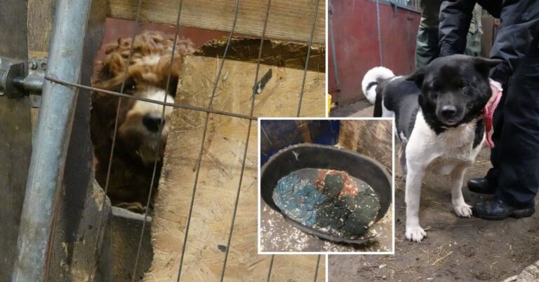 Shocking pictures show how ‘animal lover’ kept 22 dogs in disease and rat-infested stables