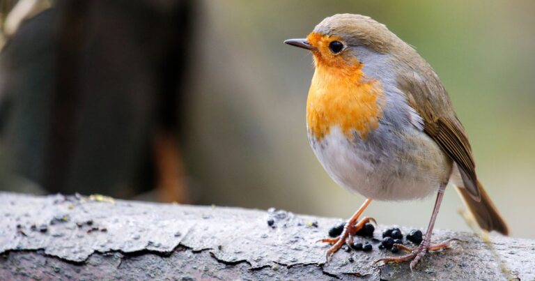 UK & World News – Latest UK and world news from Cornwall Live