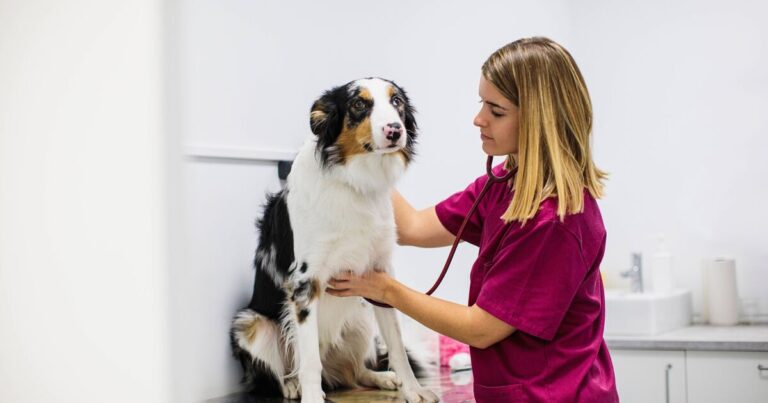 Vet issues warning to dog owners who give their pets tap water