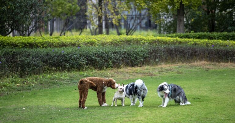 ‘I’m a vet and there’s 1 dog more aggressive than a pitbull’