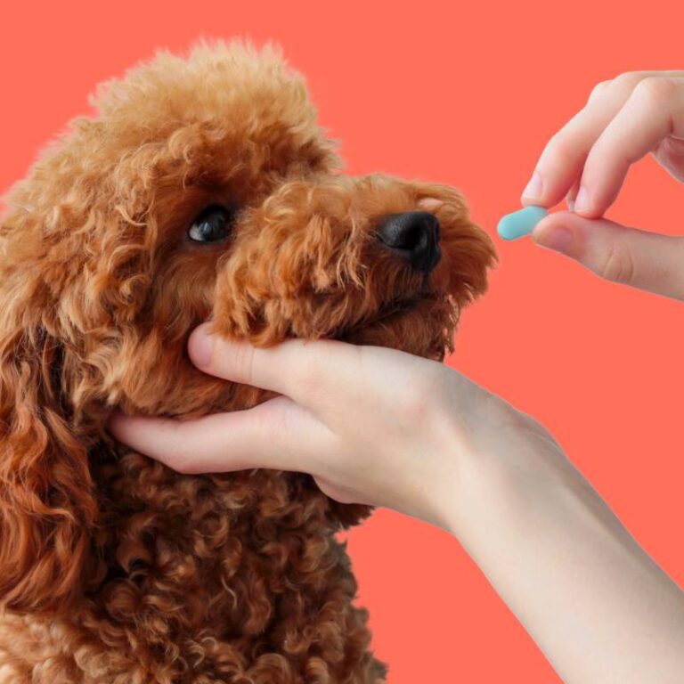 Pharmacy2U shakes up pet prescriptions amid CMA probe into sector with expanded pet health platform