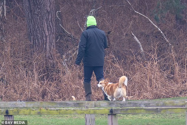 Queen’s corgis have been evicted too: Royal dogs are spotted out for a walk on the Sandringham estate after Andrew’s move from Windsor