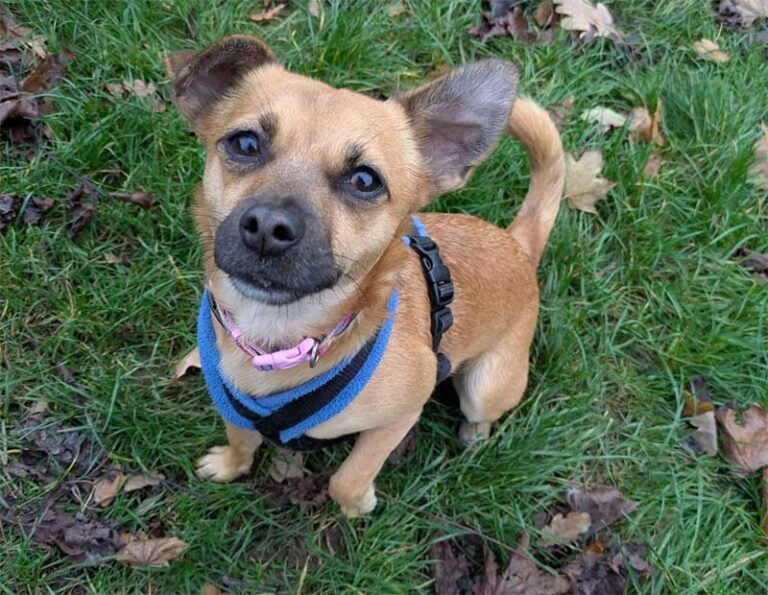 Sweet pooch looking for forever home after nearly a year in kennels